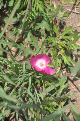 Purple poppy mallow