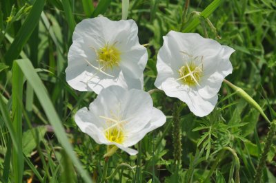 Oenothera speciosa, Showy evening primrose