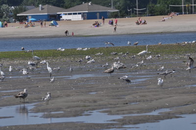 Short Beach low-tide in Stratford, CT,  U.S.A.