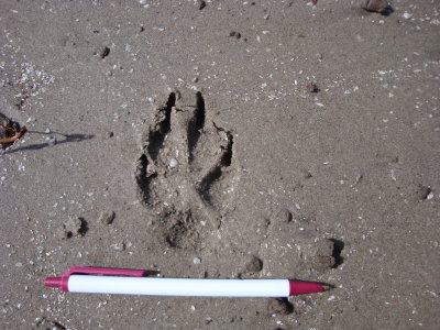 Coyote Track