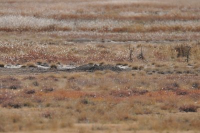 Black-tailed Prairie Dog mound