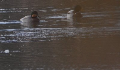 Brewer's Duck