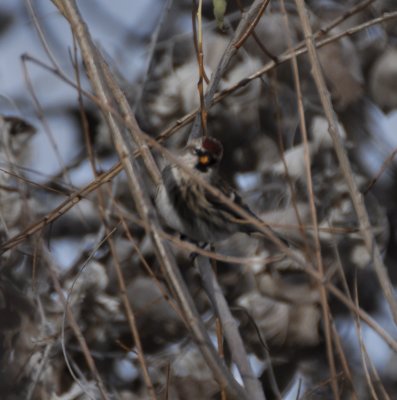 Common Redpoll