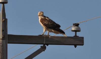 Red-tailed Hawk