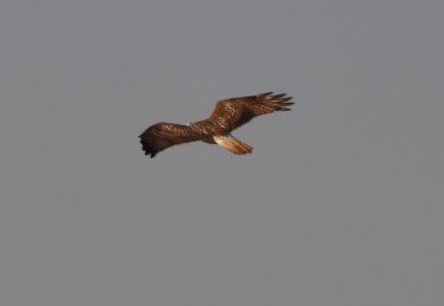 Mystery Red-tailed Hawk