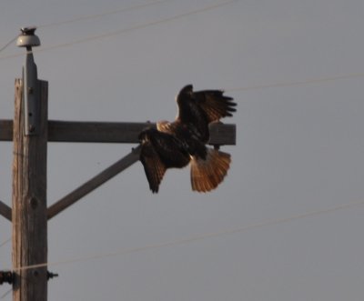 Mystery Red-tailed Hawk