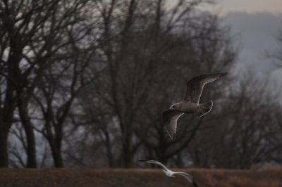 Thayer's Gull-juvenile