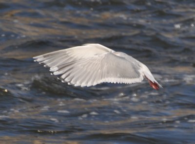 Thayers Gull-Upper and underwing pattern