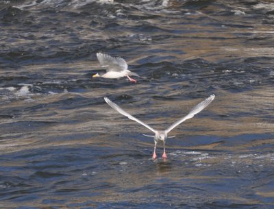 Thayer's Gull- 2 adults