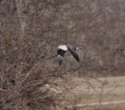 Lesser Black-backed Gull-2nd cycle