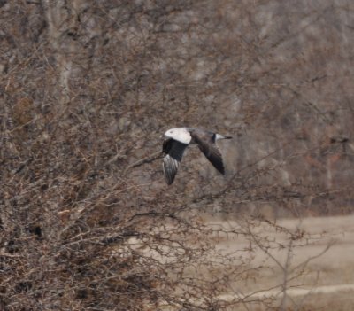 Lesser Black-backed Gull-2nd cycle