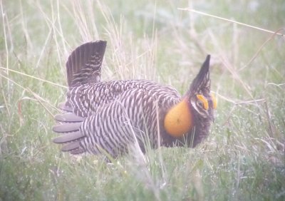 Greater Prairie-Chicken