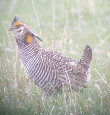 Greater Prairie-Chicken