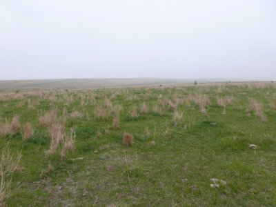 Sprague's Pipit habitat