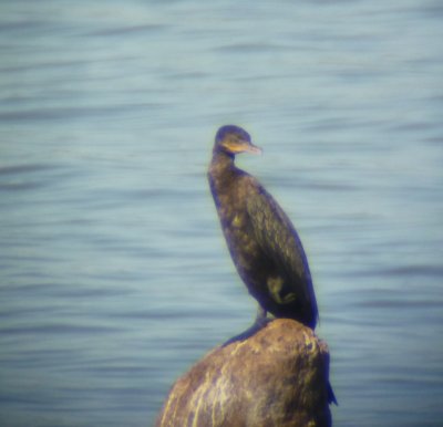 Neotropic Cormorant