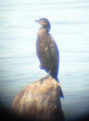 Neotropic Cormorant