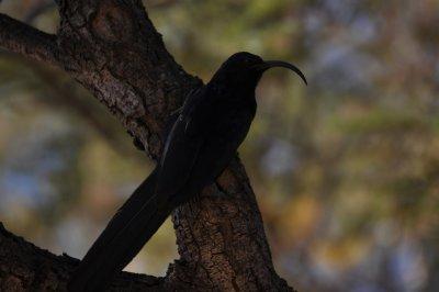 Common Scimitarbill