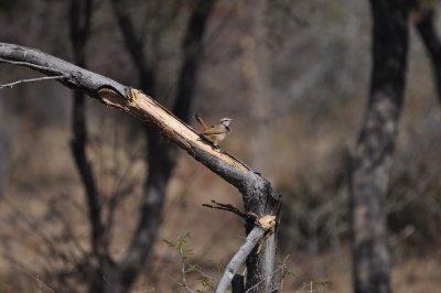 Kalahari Scrub-robin