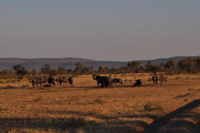 Blue Wildebeest- Madikwe Game Reserve