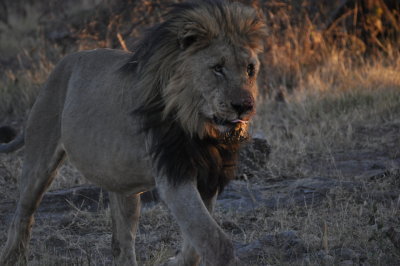 African Lion-Namibian black-maned race