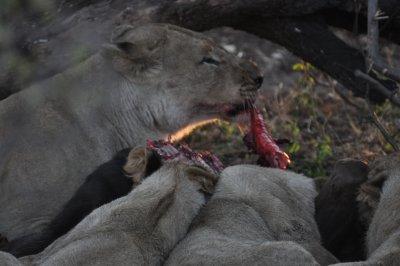 Momma and her cubs feast