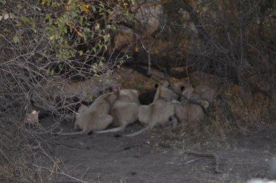 African Lion-Namibian black-maned race feast