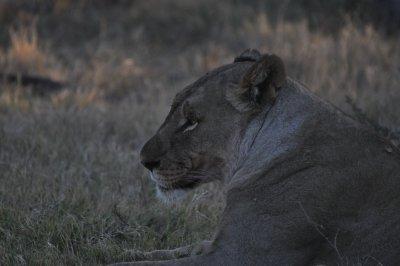 African Lioness-Namibian black-maned race