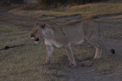 African Lion-sub-adult