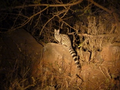 Small-spotted Genet