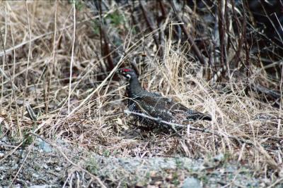 Spruce Grouse