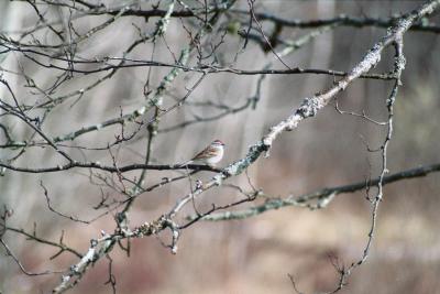 Chipping Sparrow