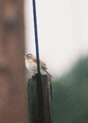 Clay-colored Sparrow-enhanced photo