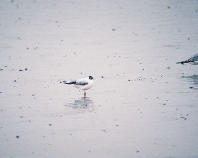 Little Gull in Rye, NH