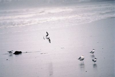 Little Gull in Flight