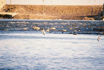 Sabine's Gulls