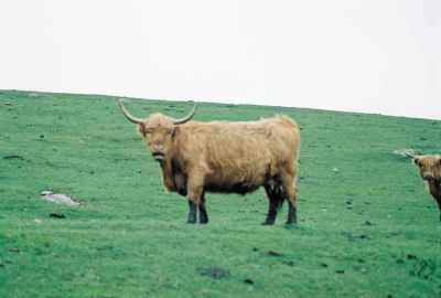 Long-haired Scottish Cattle@ Stimpson's Landing Boat Launch