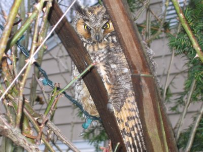 Long-eared Owl- Milford, CT