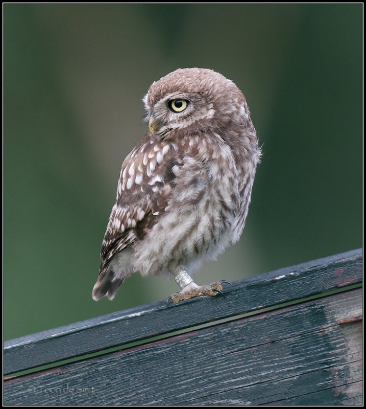 Little Owl / Steenuil