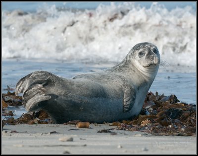 Harbour Seal / Gewone Zeehond /Phoca vitulina
