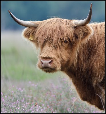 Highland Cow / Schotse Hooglander