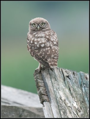 Little Owl / Steenuil