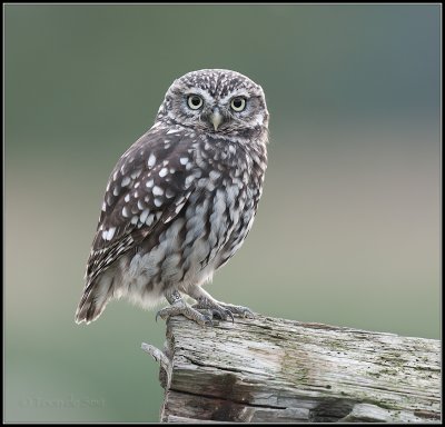 Little Owl / Steenuil