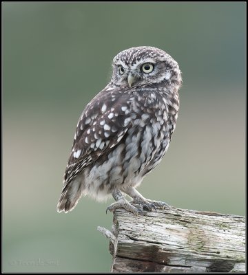 Little Owl / Steenuil / Athena noctua