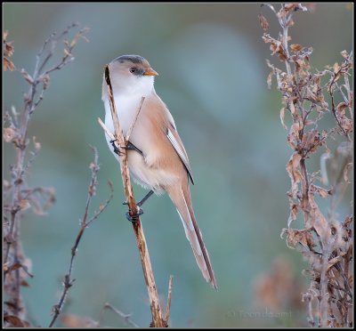 Bearded Tit / Baardman