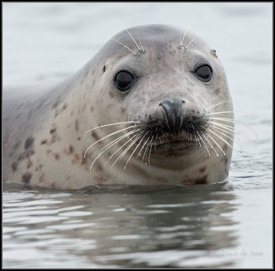 Grey Seal / Grijze Zeehond / Halichoerus grypus
