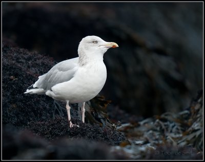 Herring Gull / Zilvermeeuw / Larus argentatus