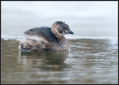 Little Grebe / Dodaars / Tachybaptus ruficollis