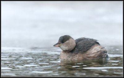 Little Grebe / Dodaars