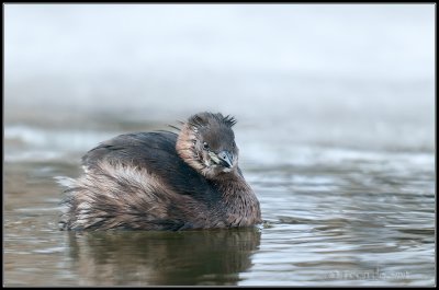 Little Grebe / Dodaars