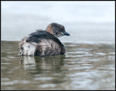 Little Grebe / Dodaars / Tachybaptus ruficollis